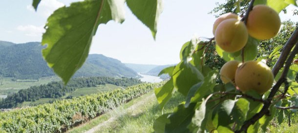 100% Wachau - Das Beste der Wachau Beschreibung der Pauschale.