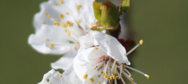 Frühling in der Wachau Beschreibung der Pauschale.