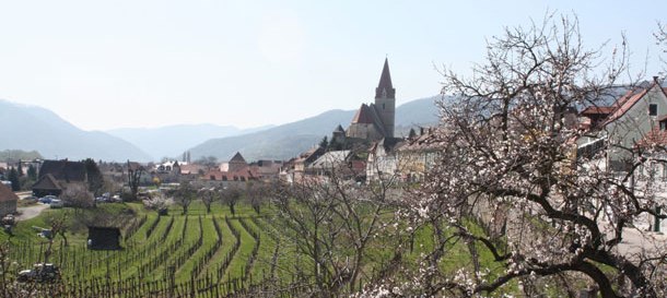 100 % Wachau zur Marillenblüte Beschreibung der Pauschale.