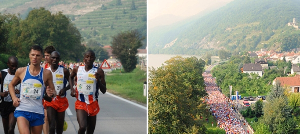 Läufer beim Wachaumarathon