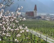 Marillenblüte in der Wachau