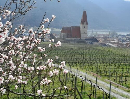 Marillenblüte in der Wachau 2025