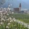 Marillenblüte in der Wachau 2025