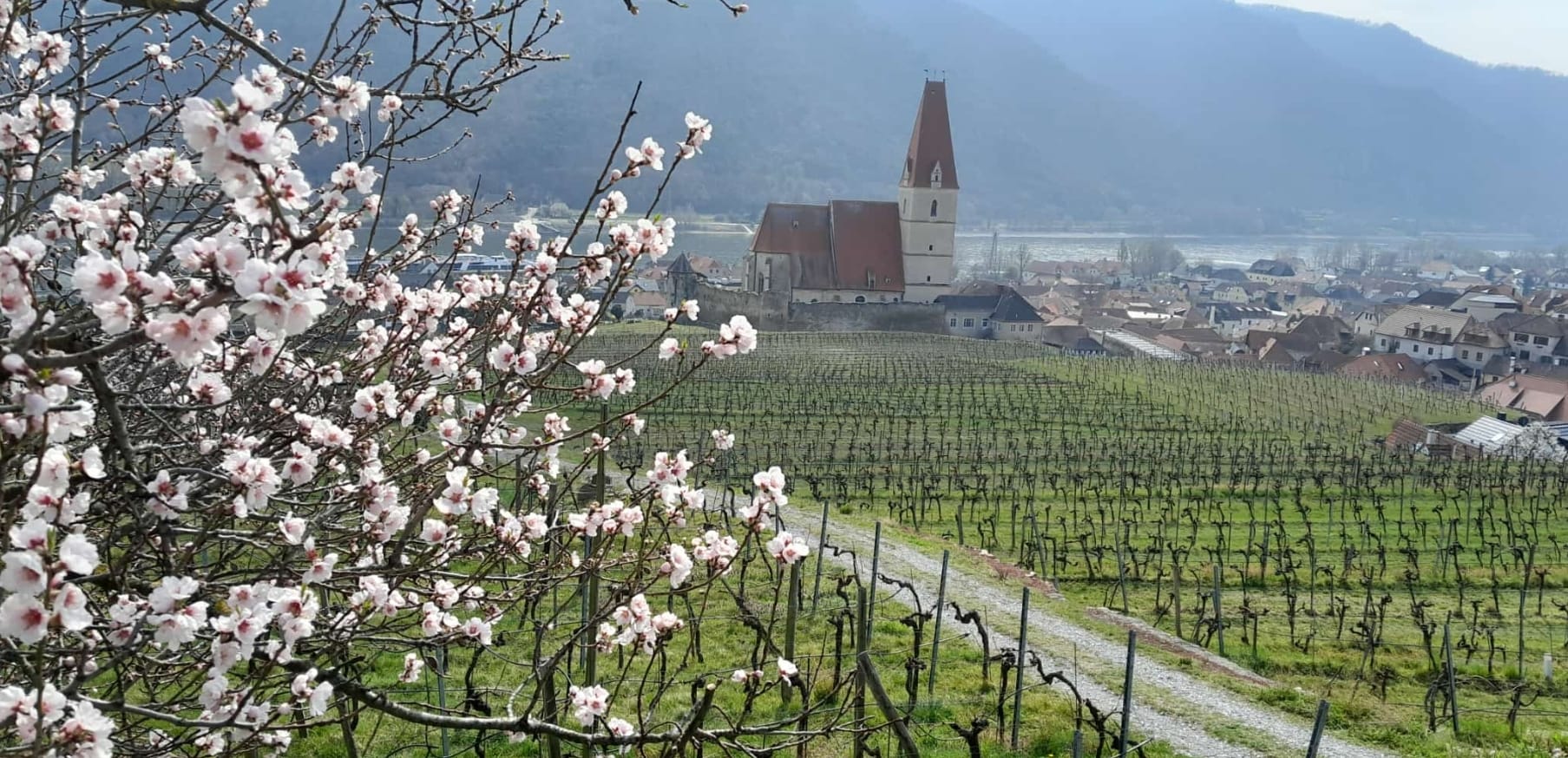 Marillenblüte in der Wachau